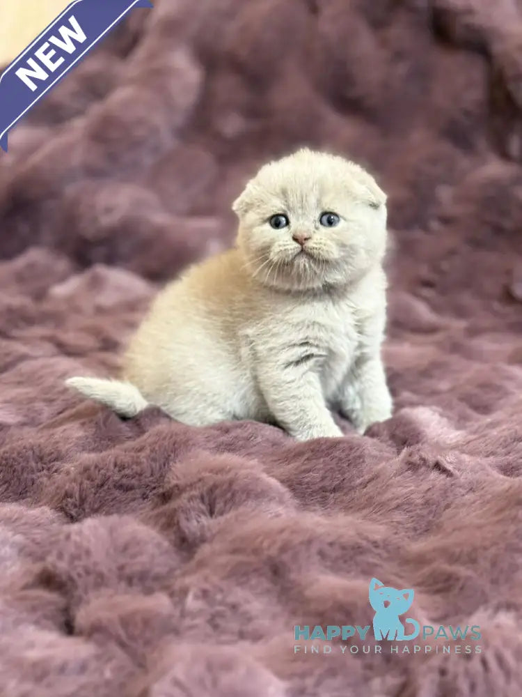 Harry Scottish Fold male fawn live animals