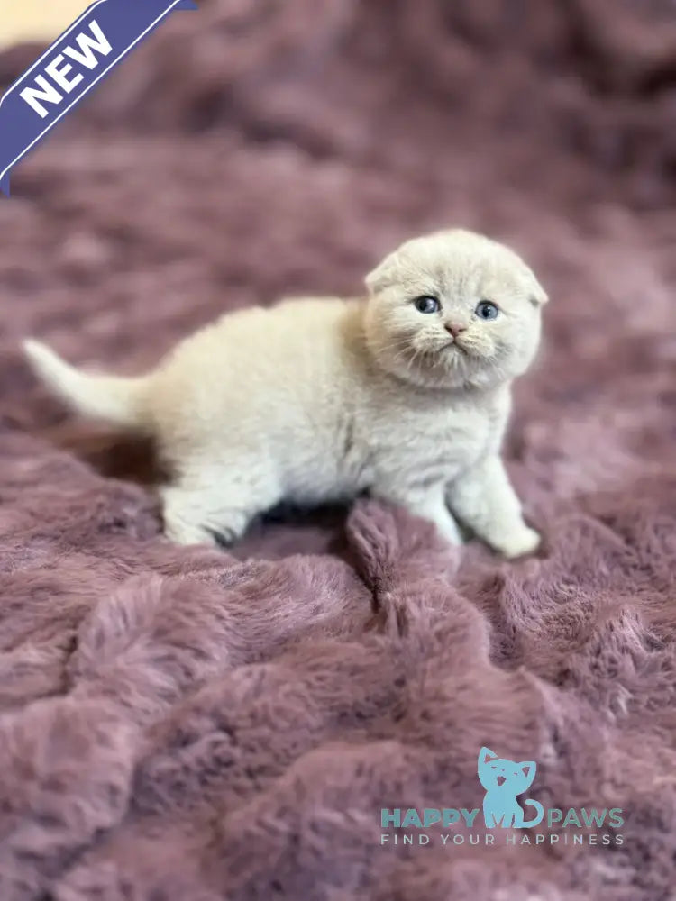 Harry Scottish Fold male fawn live animals