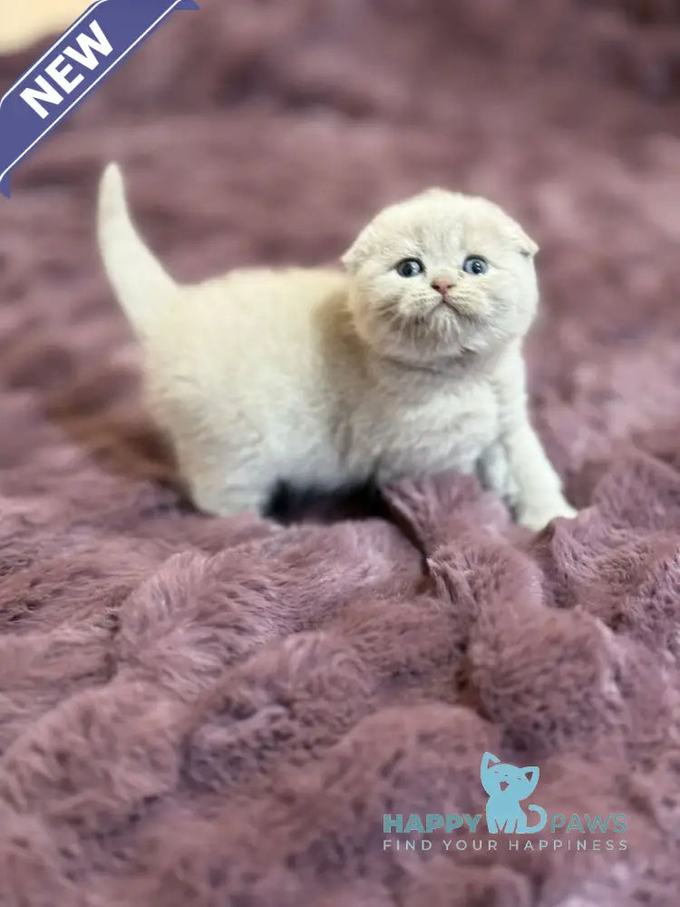 Harry Scottish Fold male fawn live animals