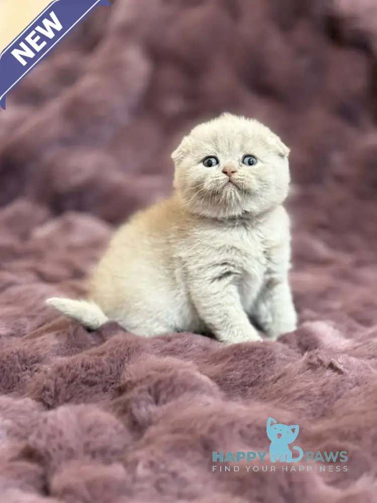 Harry Scottish Fold male fawn live animals
