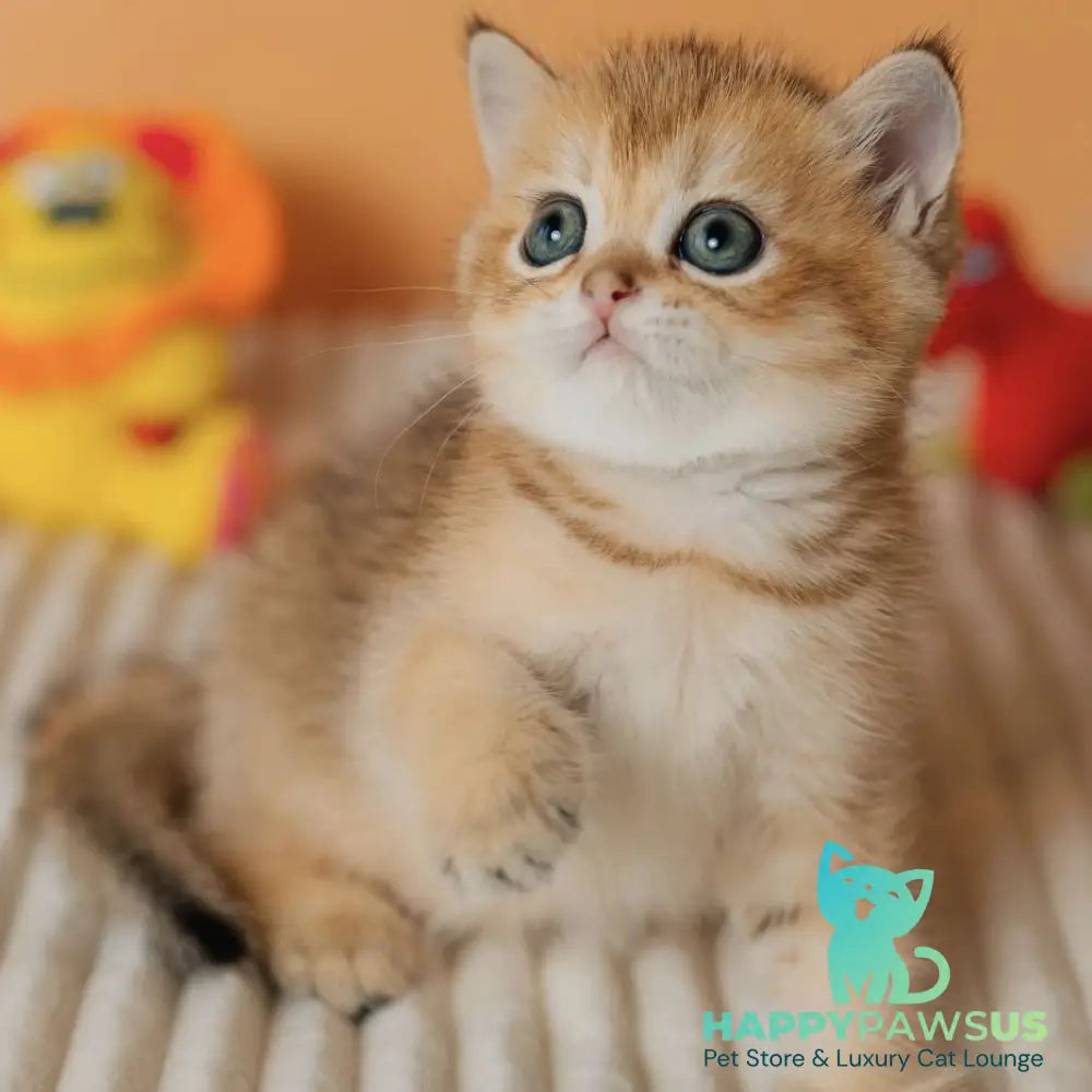 Harry Scottish Straight male black golden ticked tabby - live animals