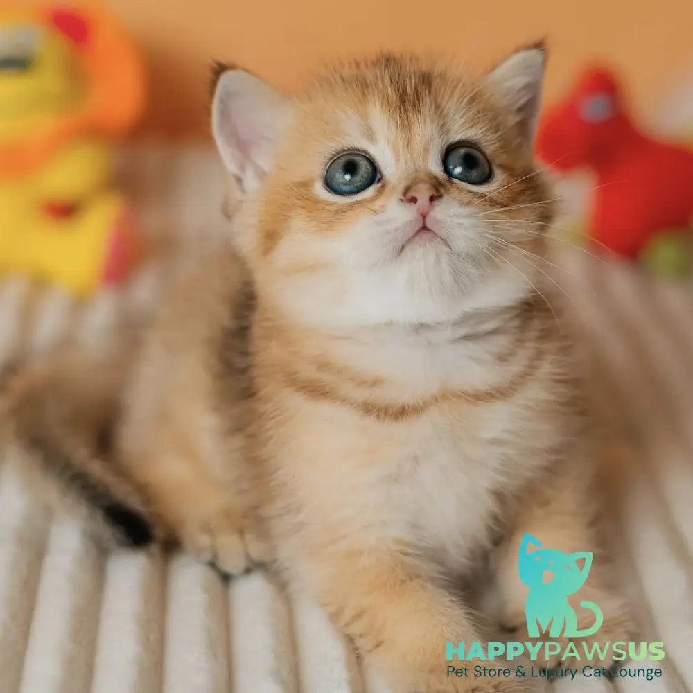 Harry Scottish Straight male black golden ticked tabby - live animals