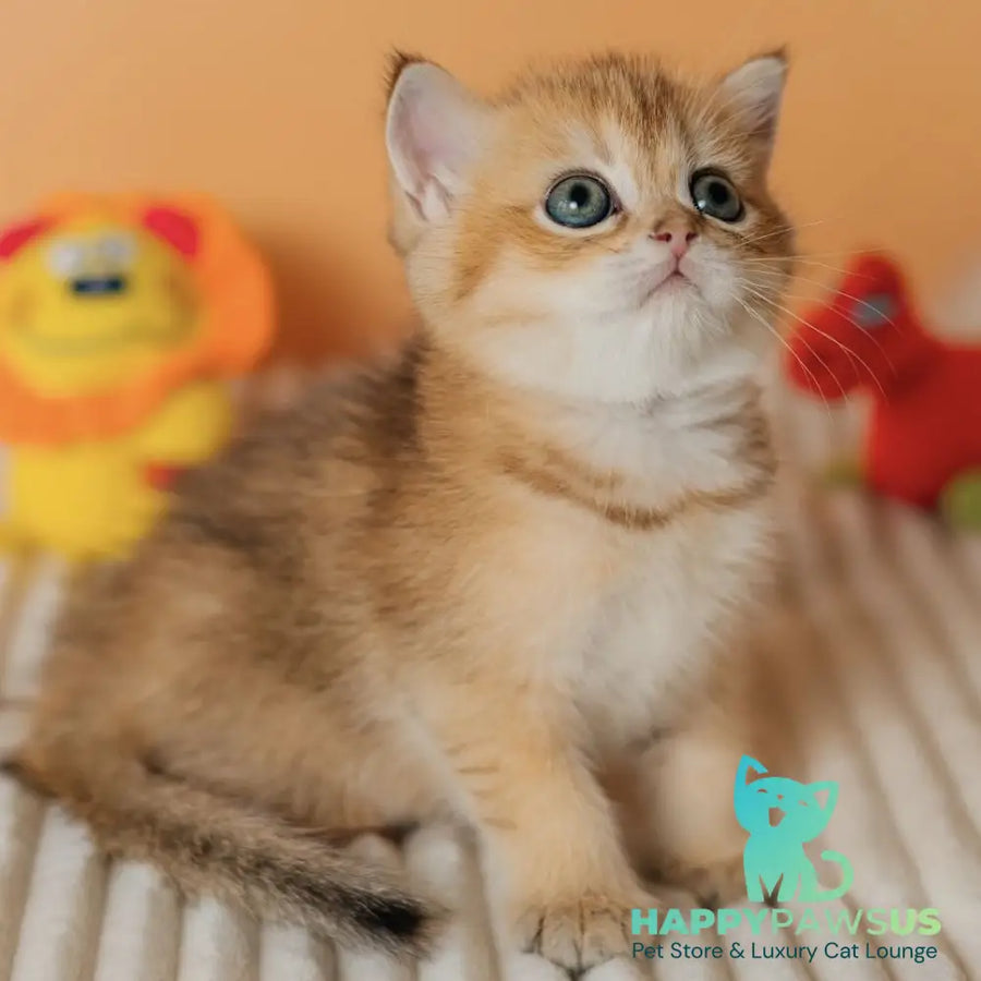 Harry Scottish Straight male black golden ticked tabby - live animals