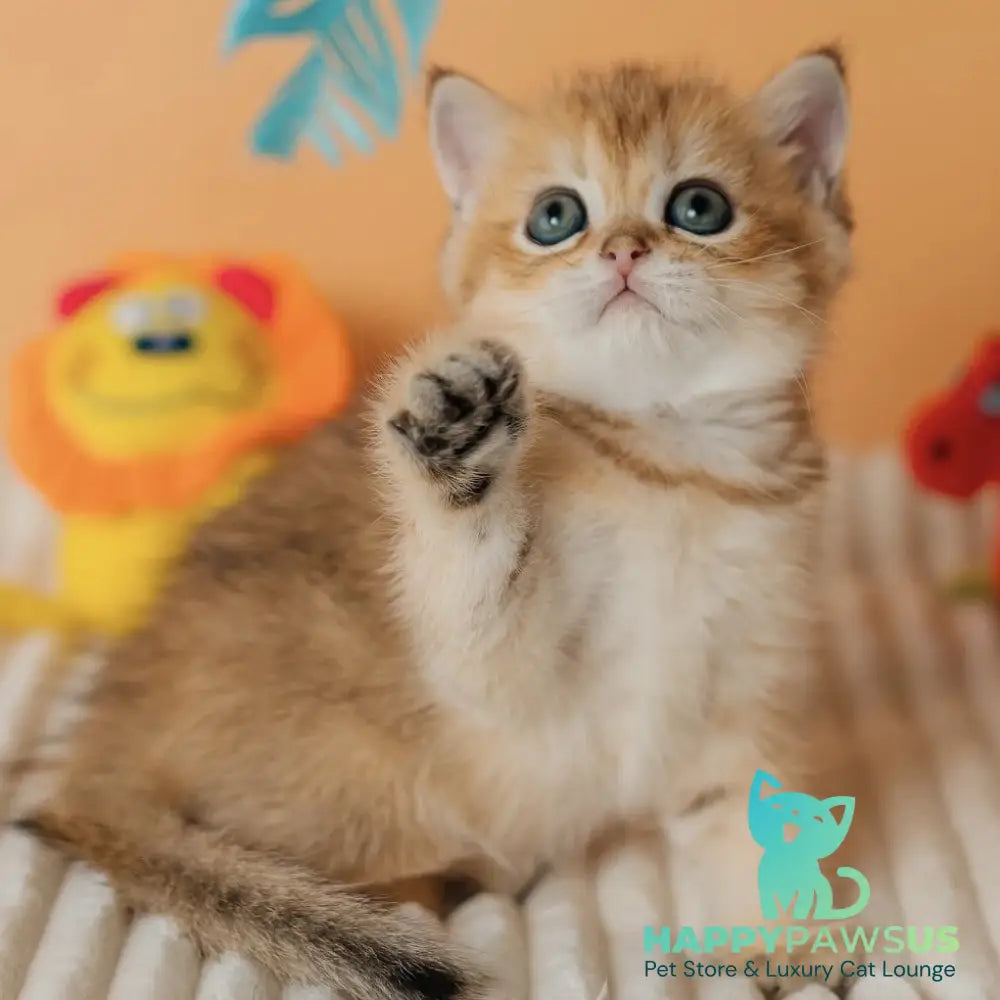 Harry Scottish Straight male black golden ticked tabby - live animals