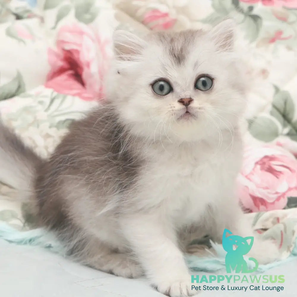 Harry Scottish Straight male black silver shaded - live animals