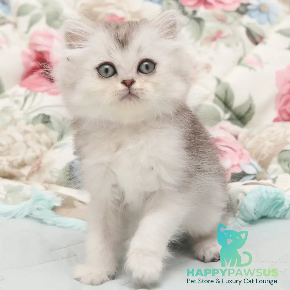 Harry Scottish Straight male black silver shaded - live animals