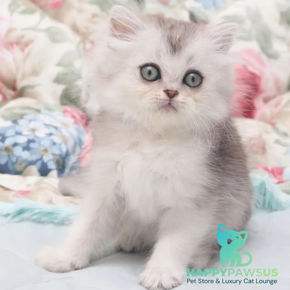 Harry Scottish Straight male black silver shaded - live animals