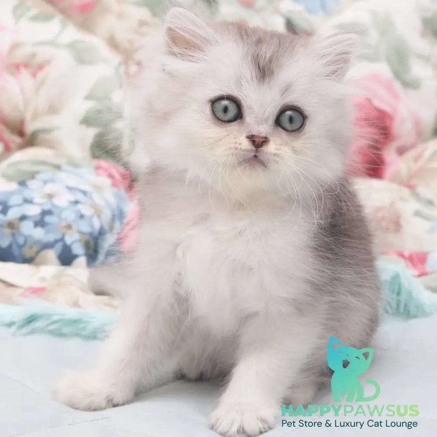 Harry Scottish Straight male black silver shaded - live animals