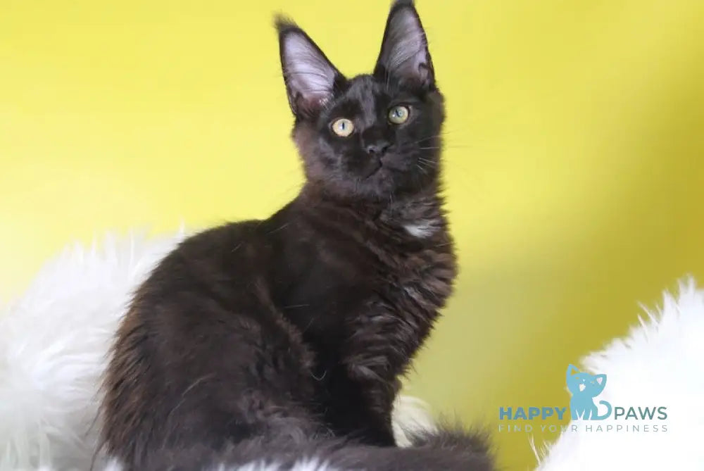 Hartis Maine Coon male black with white live animals