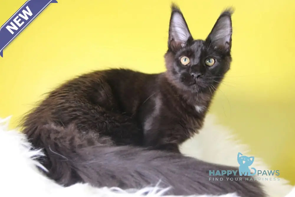 Hartis Maine Coon male black with white live animals