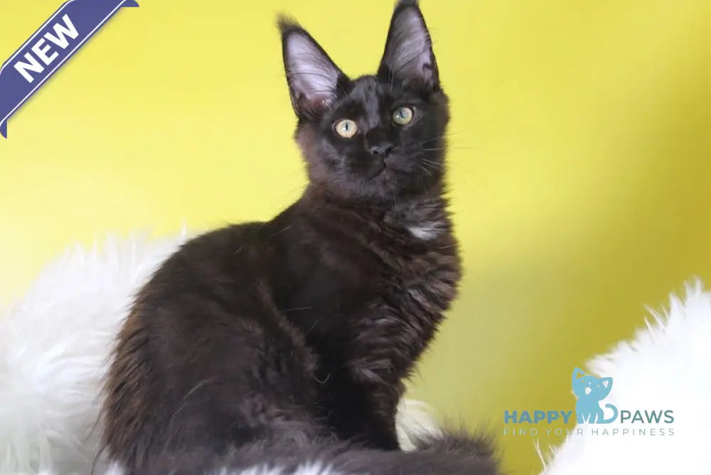 Hartis Maine Coon male black with white live animals