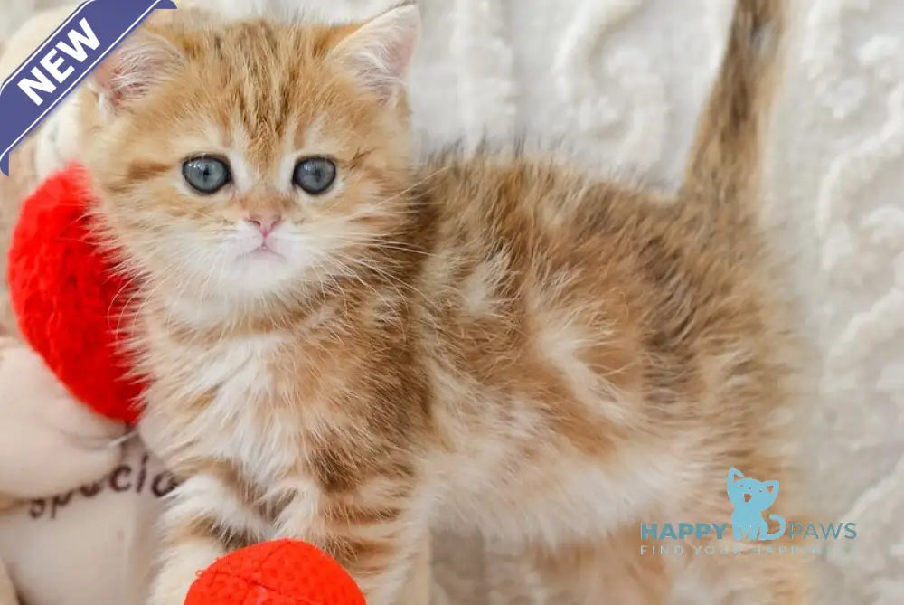 Harvey British Shorthair male chocolate golden tabby live animals
