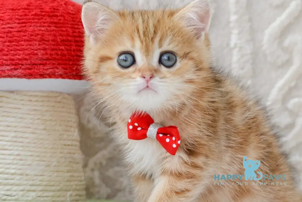 Harvey British Shorthair male chocolate golden tabby live animals