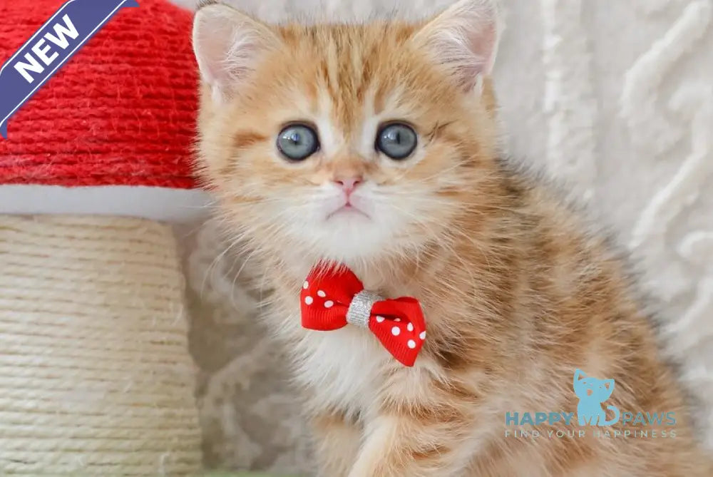 Harvey British Shorthair male chocolate golden tabby live animals
