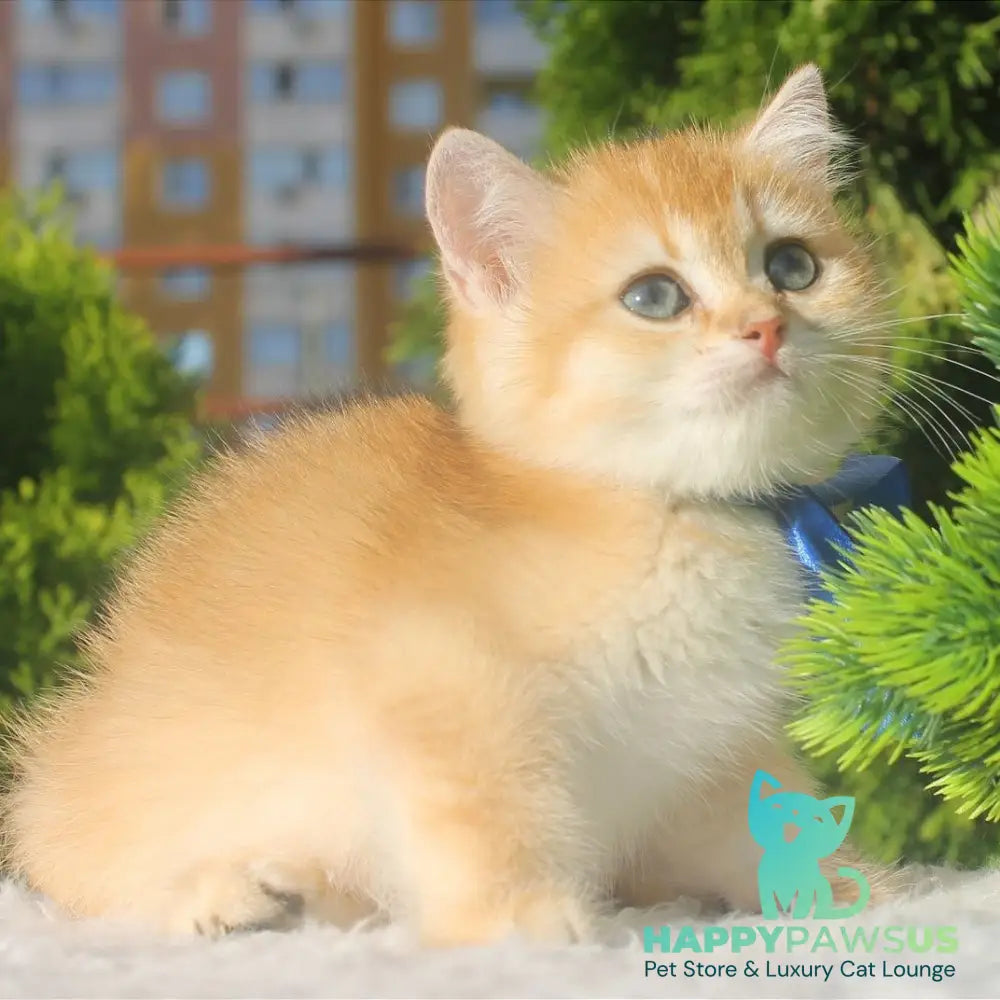 Hasan British Shorthair male black golden shaded - live animals