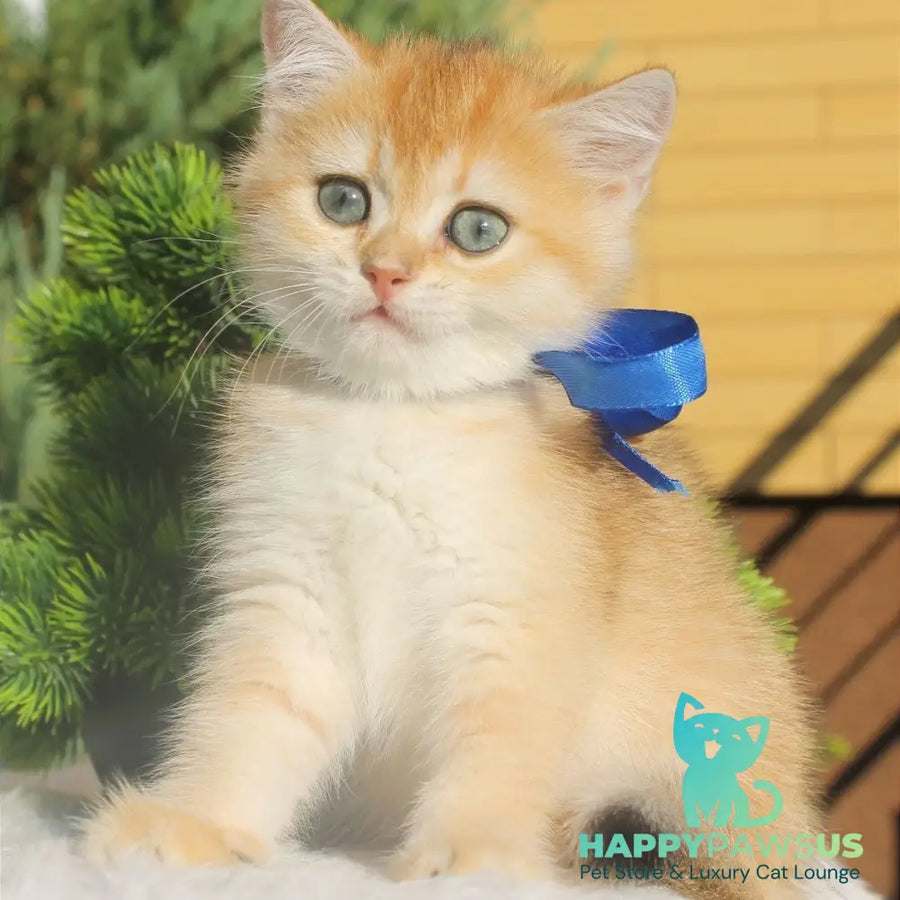 Hasan British Shorthair male black golden shaded - live animals
