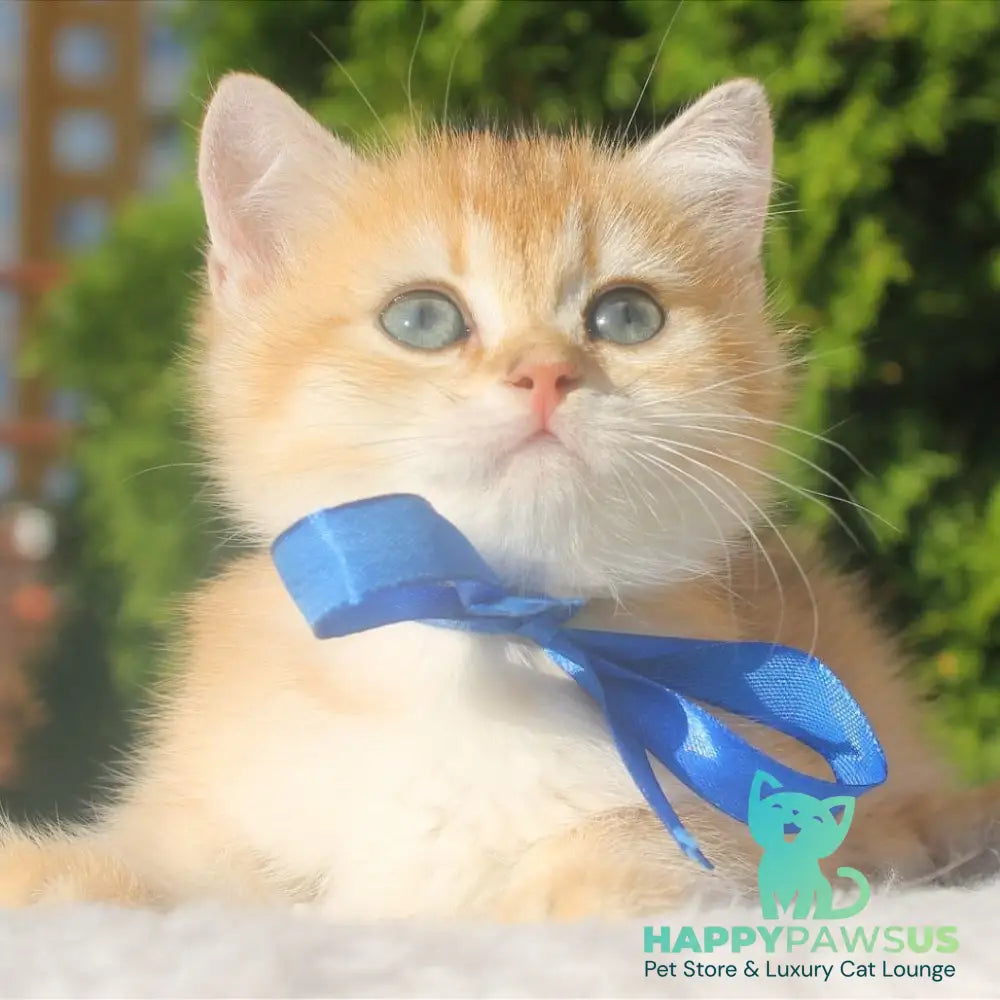 Hasan British Shorthair male black golden shaded - live animals