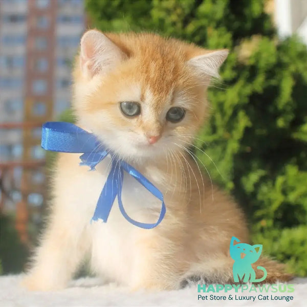 Hasan British Shorthair male black golden shaded - live animals