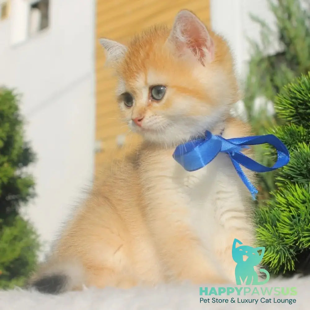 Hasan British Shorthair male black golden shaded - live animals