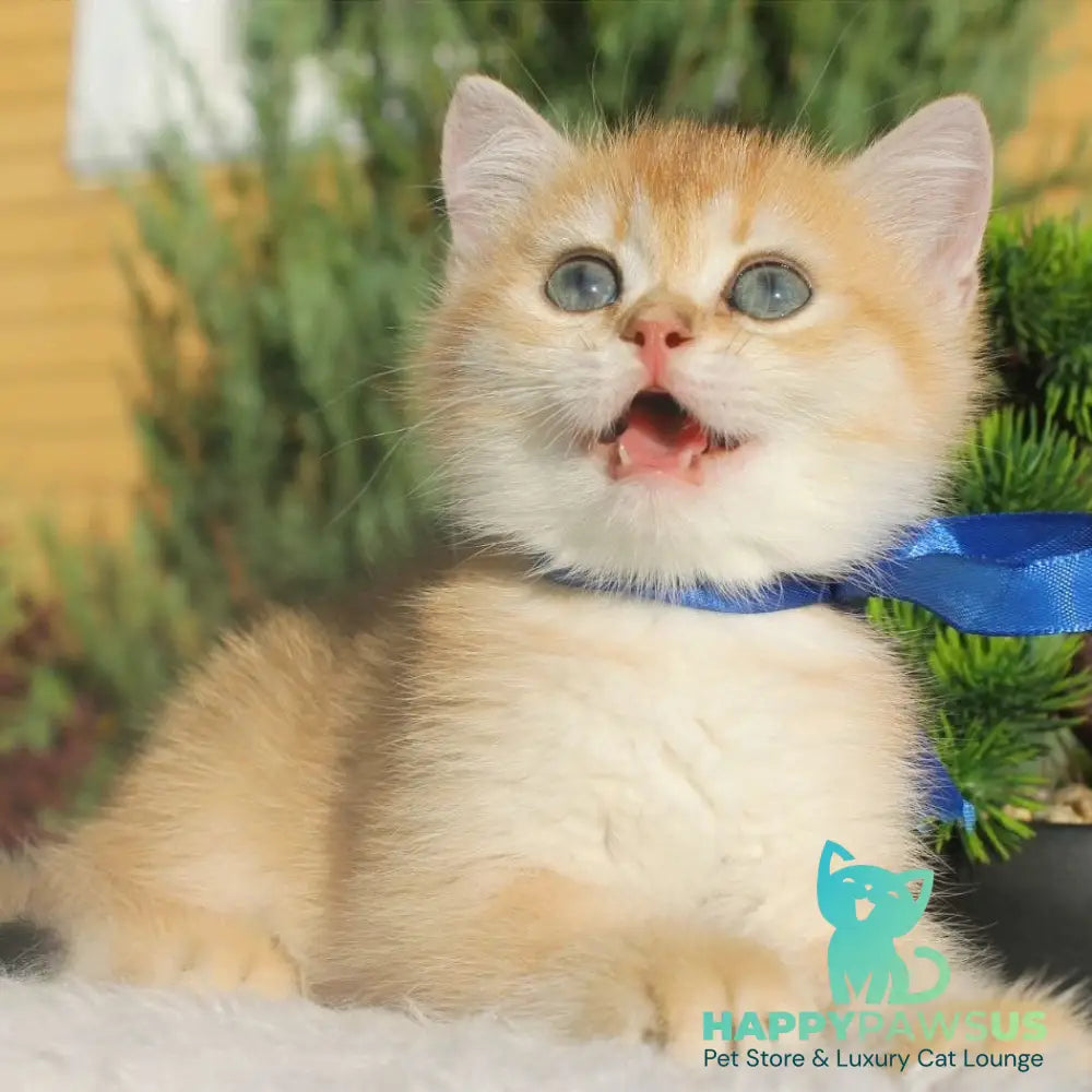 Hasan British Shorthair male black golden shaded - live animals