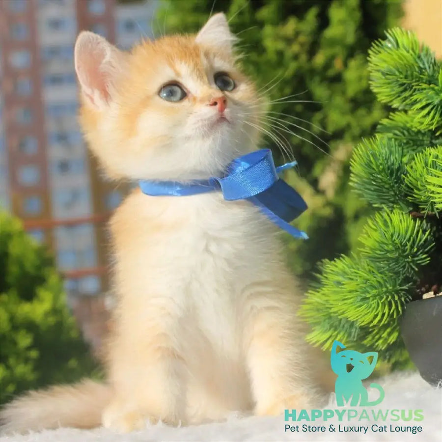 Hasan British Shorthair male black golden shaded - live animals