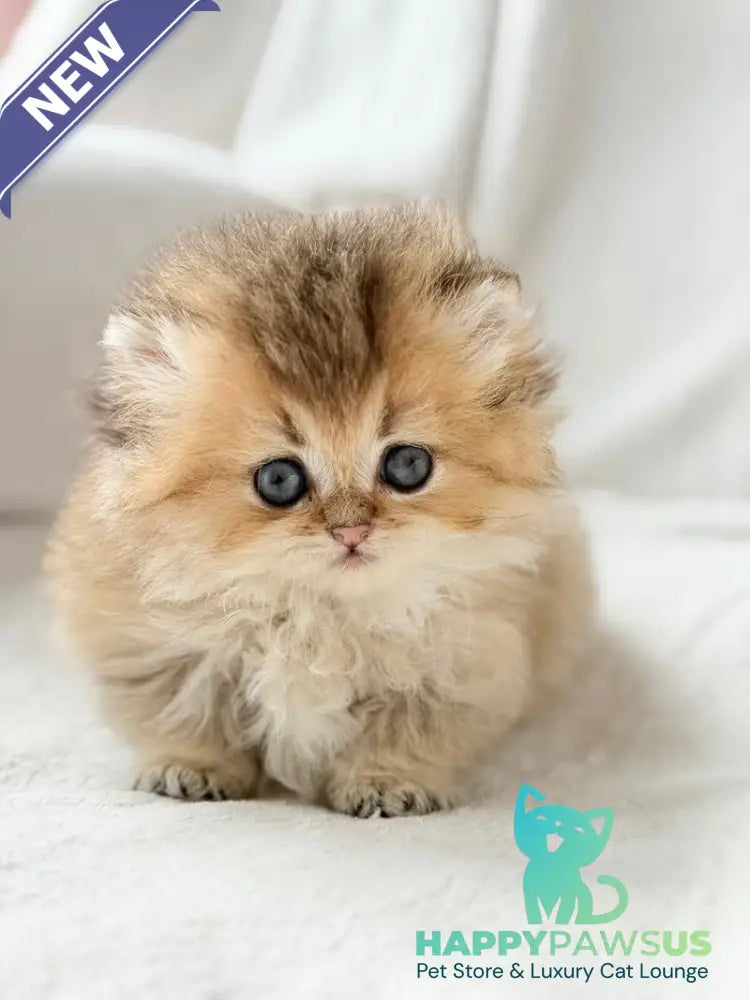 Hasbik Munchkin male black ticked tabby - live animals