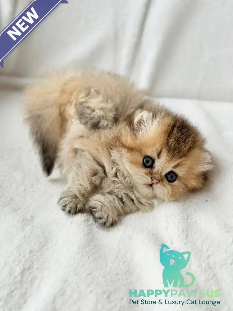 Hasbik Munchkin male black ticked tabby - live animals