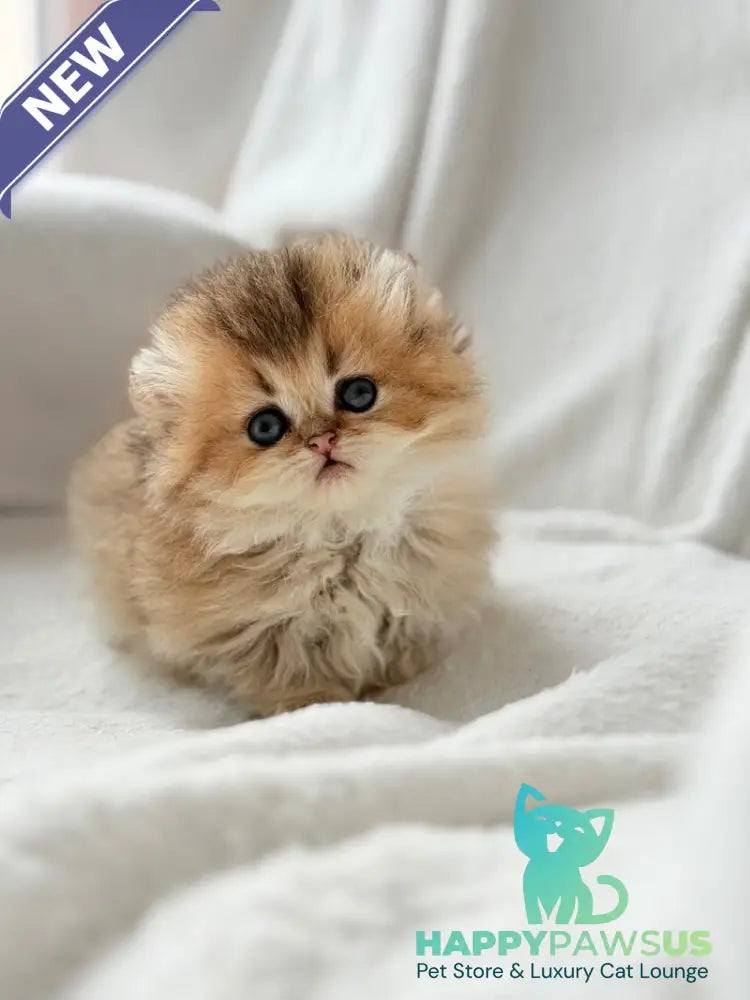 Hasbik Munchkin male black ticked tabby - live animals