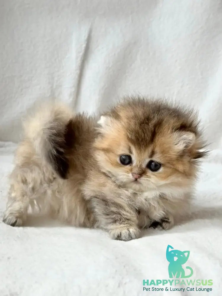 Hasbik Munchkin male black ticked tabby - live animals