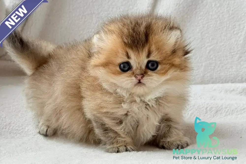 Hasbik Munchkin male black ticked tabby - live animals