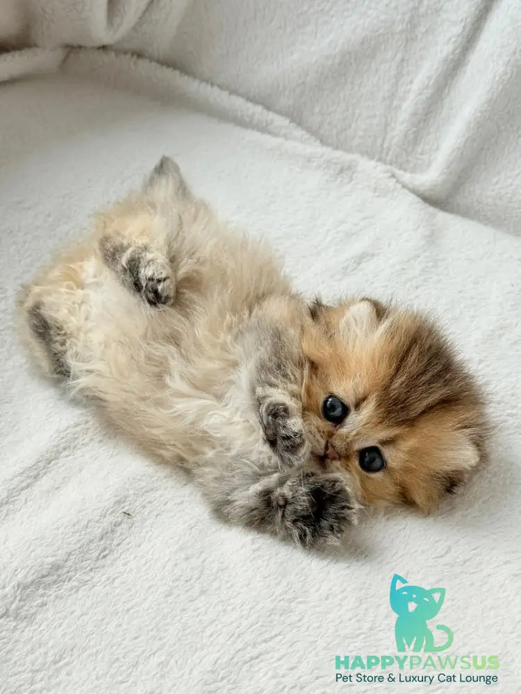 Hasbik Munchkin male black ticked tabby - live animals