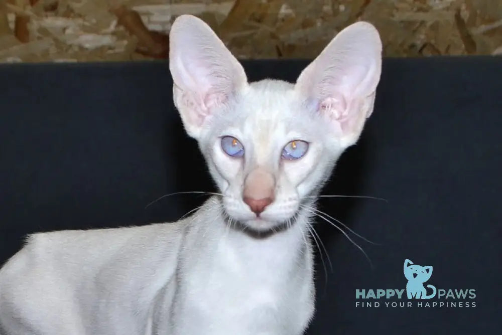 Hassan Siamese male cinnamon live animals