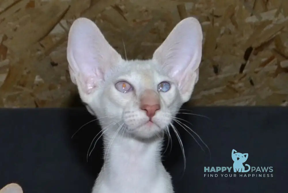 Hassan Siamese male cinnamon live animals