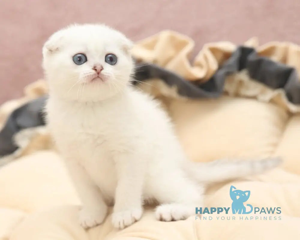 Hassi Scottish Fold female black silver shaded pointed live animals