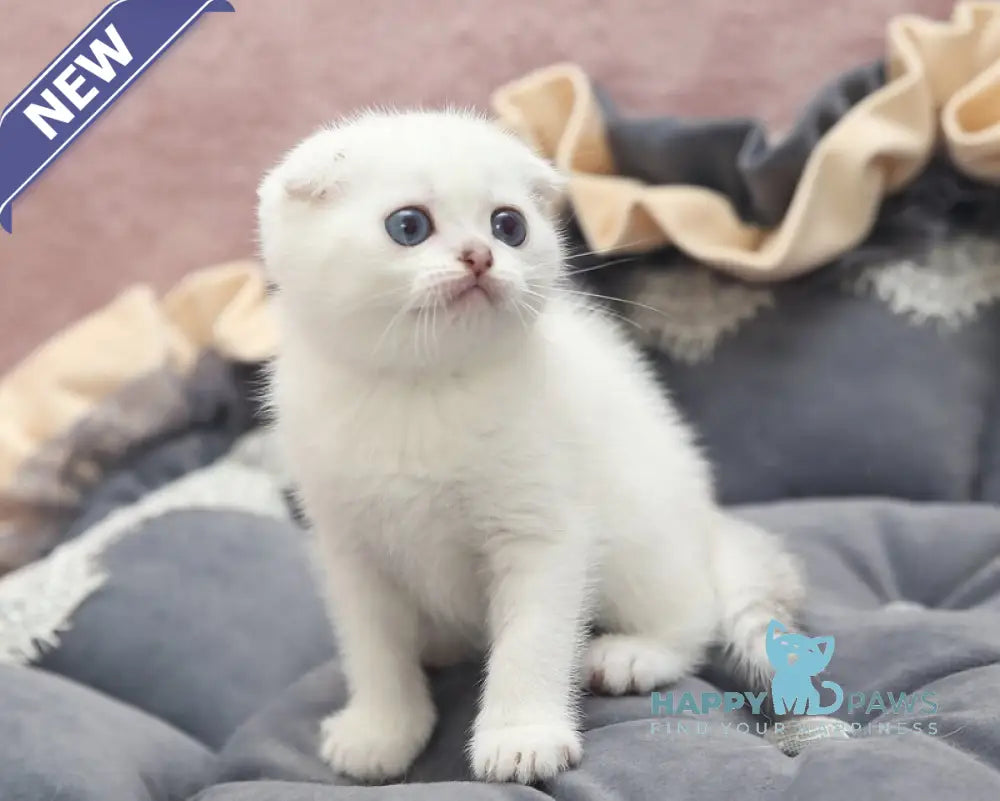 Hassi Scottish Fold female black silver shaded pointed live animals
