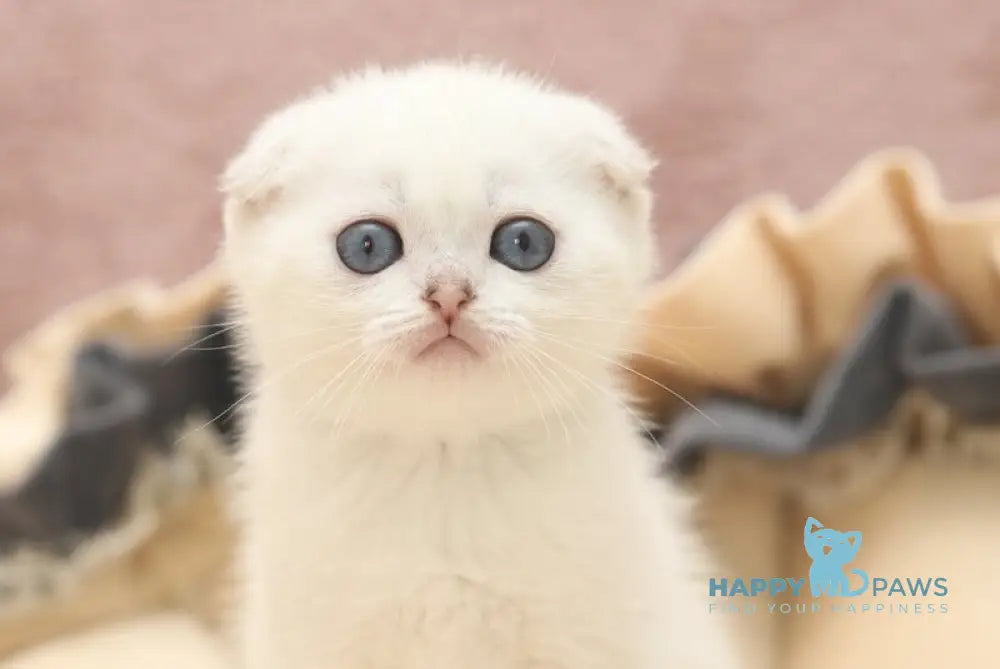 Hassi Scottish Fold female black silver shaded pointed live animals