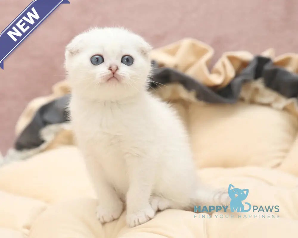 Hassi Scottish Fold female black silver shaded pointed live animals