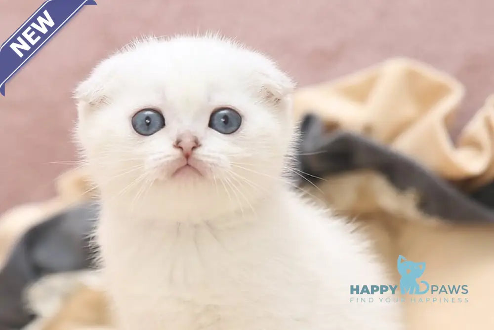 Hassi Scottish Fold female black silver shaded pointed live animals