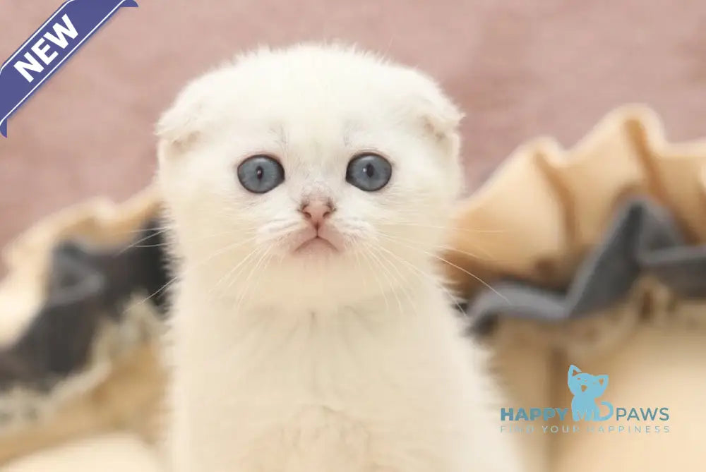 Hassi Scottish Fold female black silver shaded pointed live animals