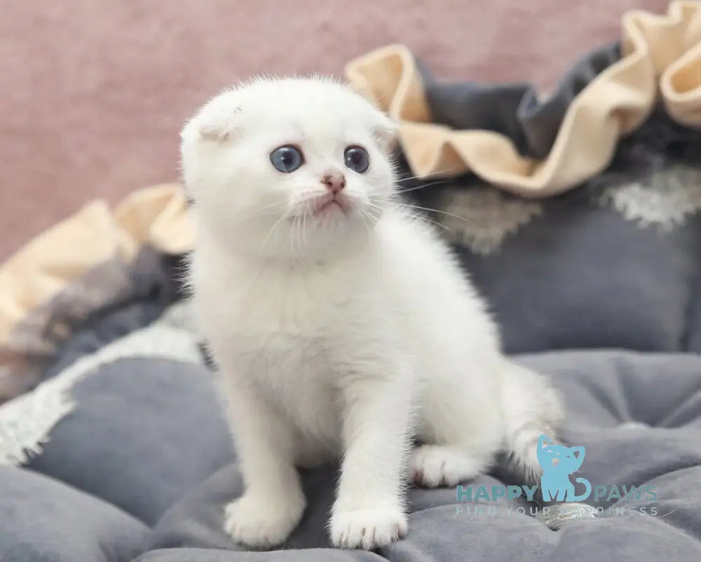 Hassi Scottish Fold female black silver shaded pointed live animals