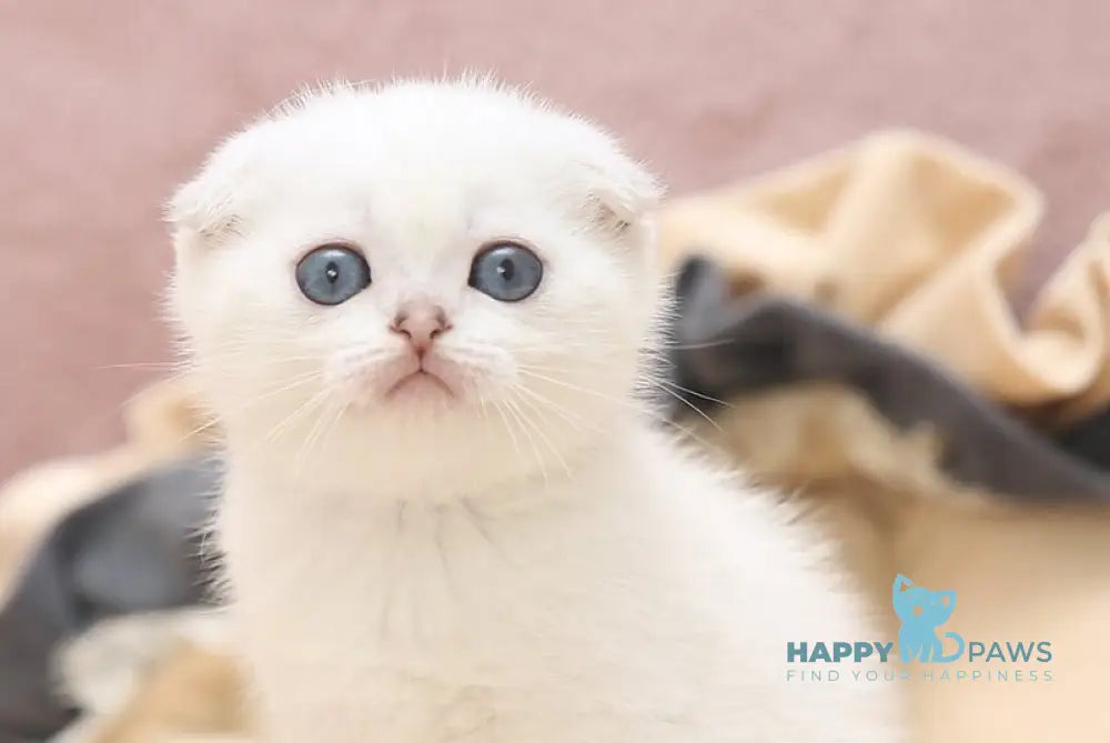 Hassi Scottish Fold female black silver shaded pointed live animals