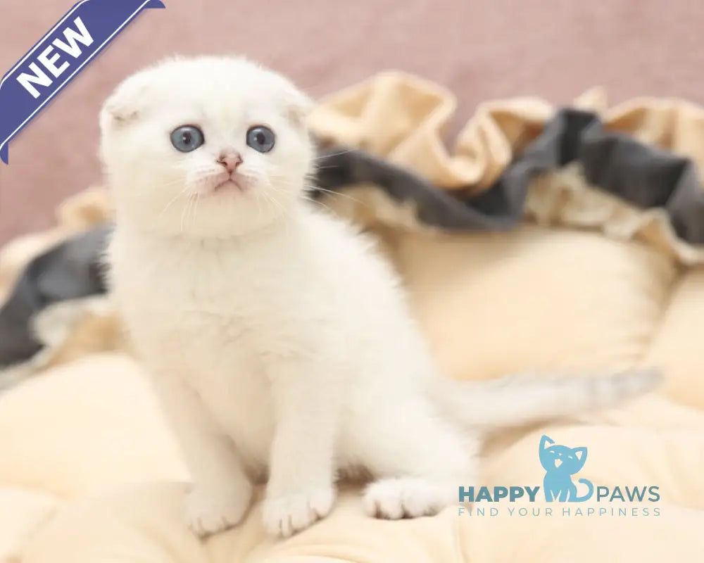 Hassi Scottish Fold female black silver shaded pointed live animals
