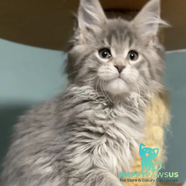 Hasta la Vista Maine Coon female blue spotted tabby - live animals