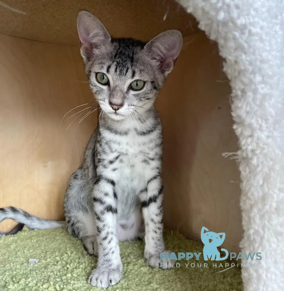 Hatshepsut Egyptian Mau Female Black Silver Spotted Tabby Live Animals