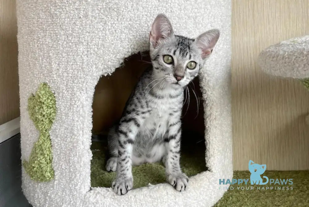Hatshepsut Egyptian Mau Female Black Silver Spotted Tabby Live Animals