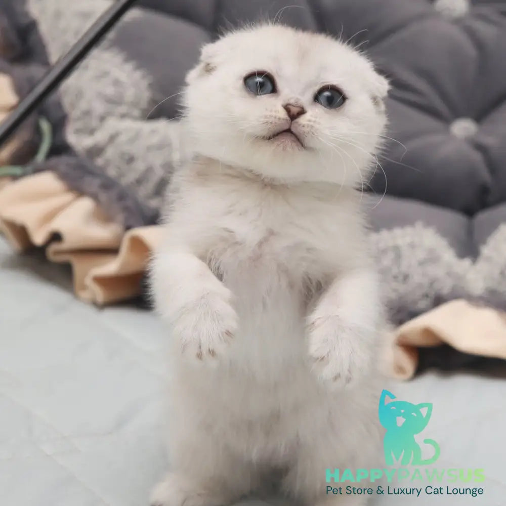 Hatti Scottish Fold female black silver shaded - live animals