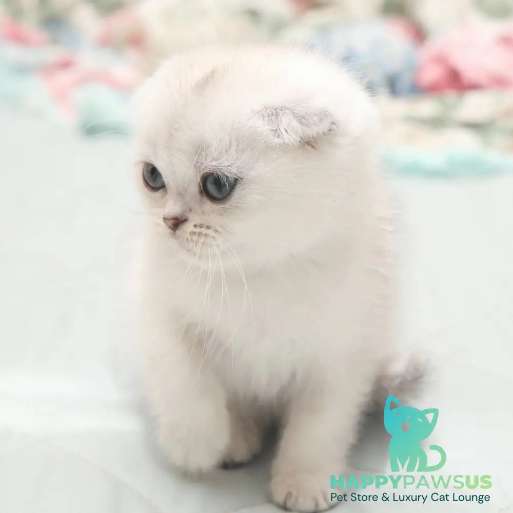 Hatti Scottish Fold female black silver shaded - live animals