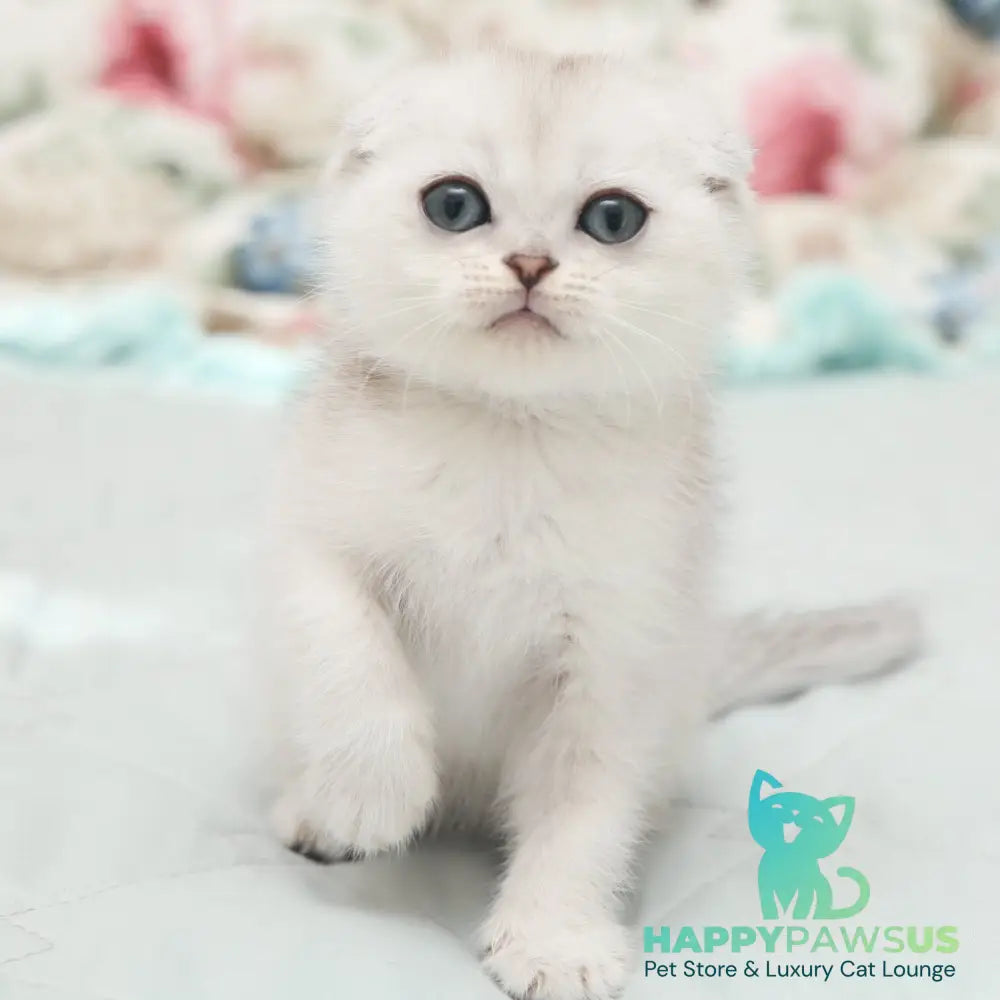 Hatti Scottish Fold female black silver shaded - live animals