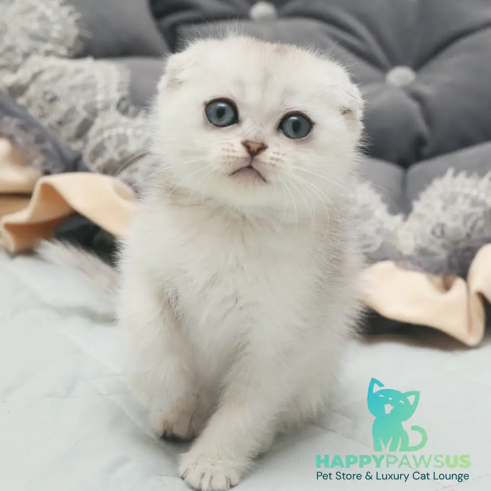 Hatti Scottish Fold female black silver shaded - live animals