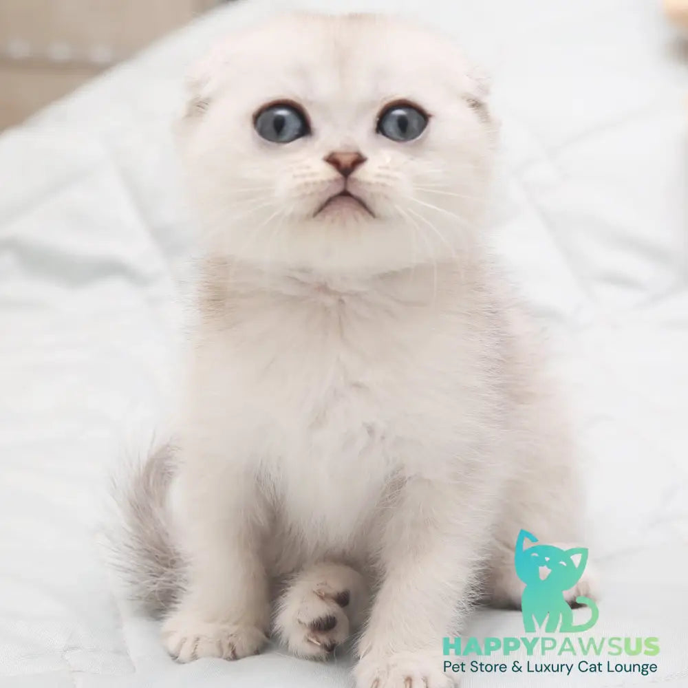Hatti Scottish Fold female black silver shaded - live animals